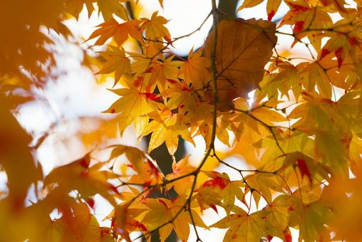紅葉の写真