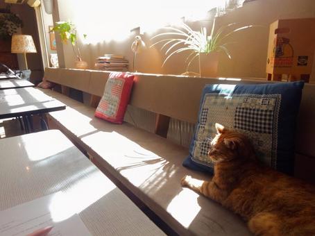 猫のいるカフェ 猫のいるカフェ 猫,カフェ,窓際の写真素材