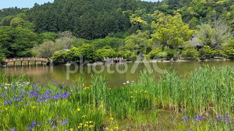 国宝　白水阿弥陀堂　初夏 白水阿弥陀堂,観光地,池の写真素材