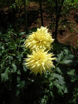 花壇に並んで咲く黄色いダリア 花壇に並んで咲く黄色いダリア ダリア,花,植物の写真素材