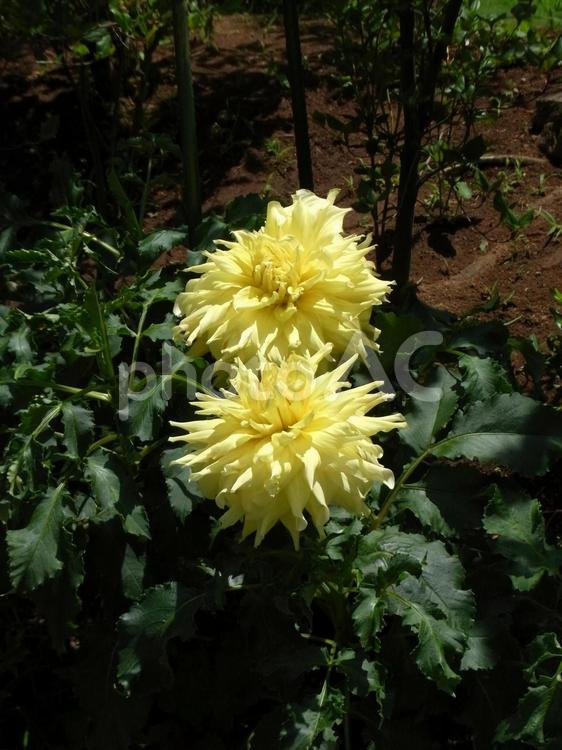 花壇に並んで咲く黄色いダリア ダリア,花,植物の写真素材
