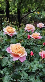雨上がり、見頃の薔薇 雨上がり、見頃の薔薇 薔薇,バラ,花の写真素材