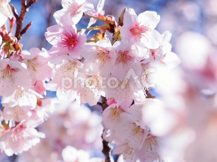 キラキラの寒桜のクローズアップ 寒桜,さくら,自然の写真素材