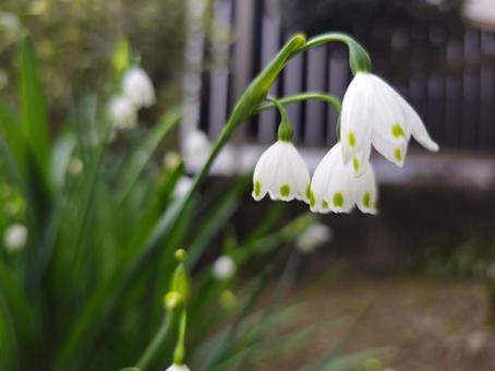 すずらん 自然,すずらん,スズランの写真素材