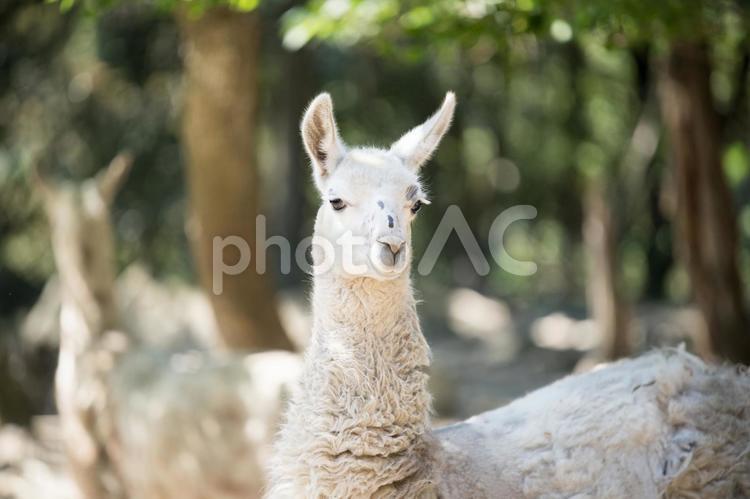 昼下がりの動物園 動物園,昼,晴の写真素材