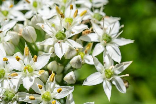夏のニラの花 ニラ,花,野菜の写真素材