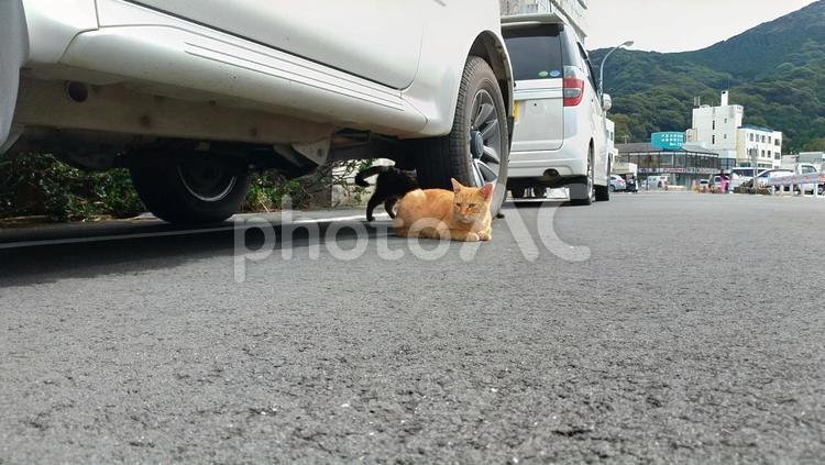 茶トラの野良猫　車の下でくつろぐ猫 茶トラ,ノラ,猫の写真素材