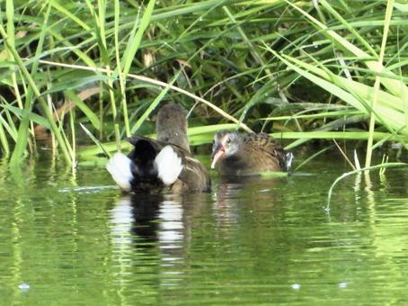 バンを威嚇するクイナ バンを威嚇するクイナ 鳥,野鳥,クイナの写真素材