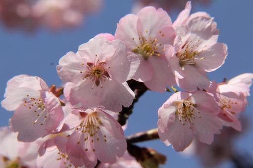 寒桜・かんざくら 寒桜・かんざくらの写真
