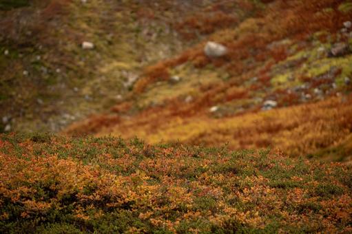Autumn leaves on the mountainside, JPG