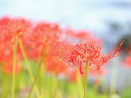 Photo, marlin, higambana, autumn, 