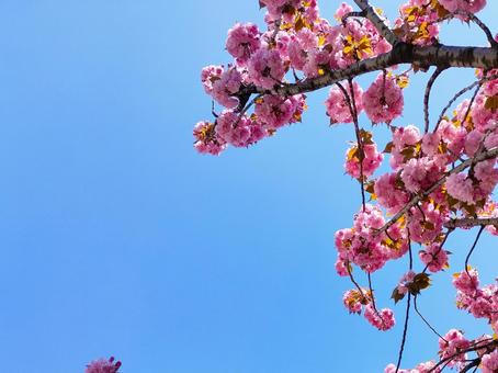 桜と青空 桜と青空の写真