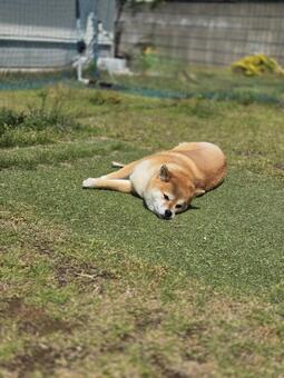 日向ぼっこをする豆柴犬 犬,飼い犬,ペットの写真素材