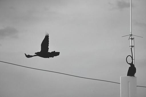 サヨナラだけが人生だ... サヨナラだけが人生だ... カラス,野鳥,烏の写真素材