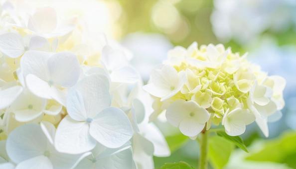 アジサイの写真