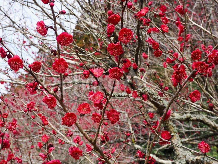 紅梅のある風景 紅梅,梅,梅の木の写真素材