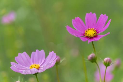 朝のコスモス畑の写真