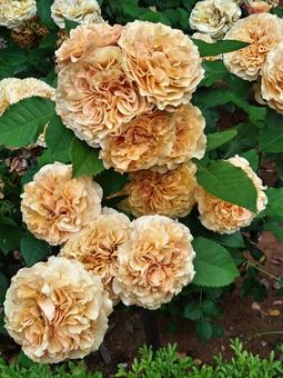 黄色のバラ バラ,薔薇,roseの写真素材