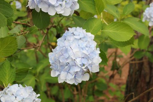 Hydrangea 104, JPG