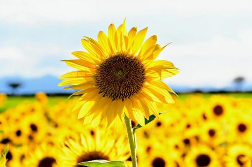 夏の空に咲くひまわりの花 夏の空に咲くひまわりの花 ひまわり,花畑,夏の写真素材