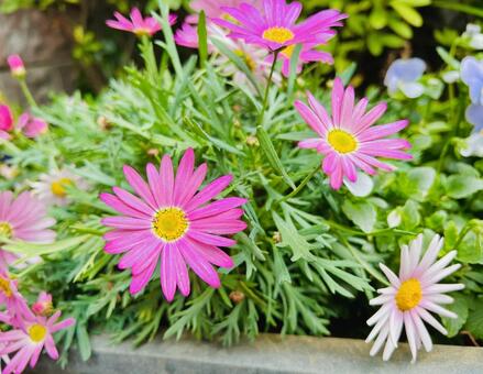 マーガレット(ピンク) マーガレット,花,ピンクの写真素材