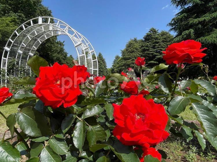 赤いバラ(薔薇) バラ,薔薇,青空の写真素材