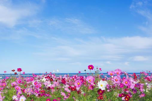 Photo, cosmos, field, flower, 