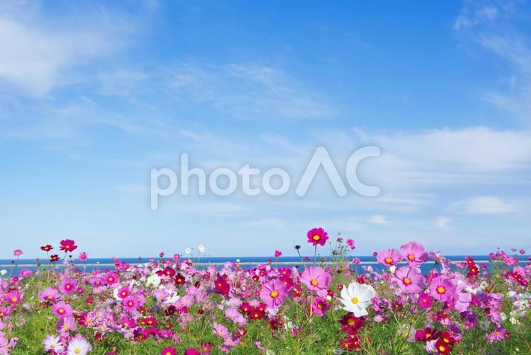 コスモス畑・青空と背景に海 コスモス,畑,花の写真素材