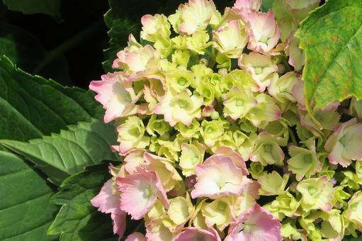 Photo, hydrangea, landscape, the scenery, 