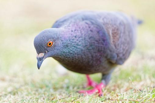 餌を探すカワラバト 餌を探すカワラバト カワラバト,河原鳩,ドバトの写真素材