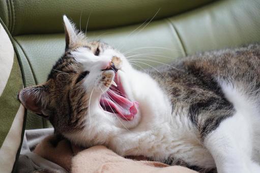 あくびをしているななちゃん あくびをしているななちゃん ねこ,飼い猫,動物の写真素材
