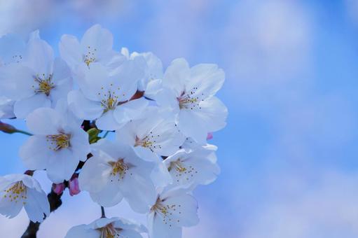 桜の写真