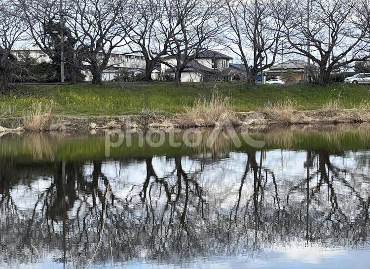 川に映った並木 木,川,treeの写真素材