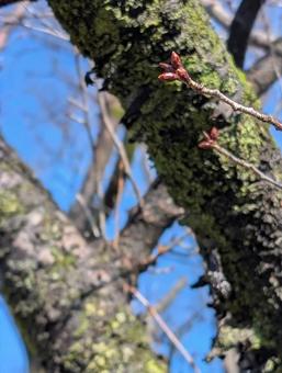 さくら 桜 ソメイヨシノ(染井吉野) さくら 桜 ソメイヨシノ(染井吉野)の写真