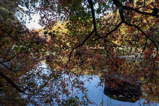 秋の公園 秋の公園の写真