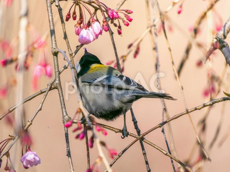 桜にとまるシジュウカラ シジュウカラ,野鳥,鳥の写真素材