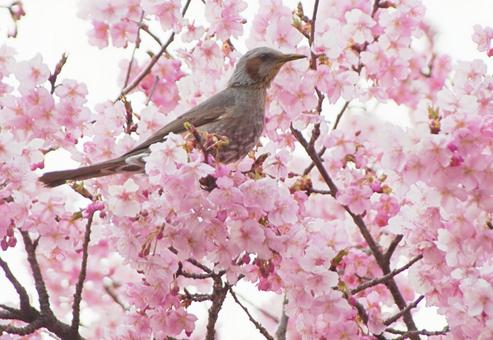 河津桜とヒヨドリ2 桜,鳥,河津桜の写真素材