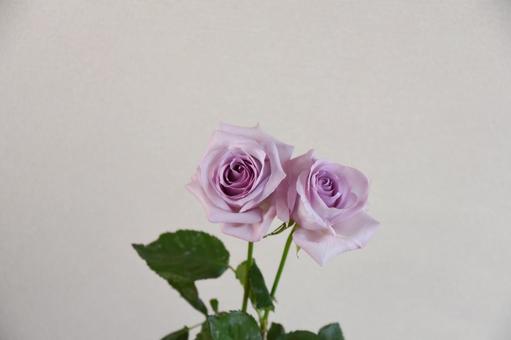 紫のばら 紫のばらの写真