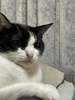 ネコの日常 猫,可愛い,ペットの写真素材