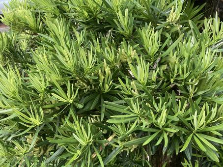 新緑の槙の木 新緑の槙の木 槙,マキ,まきの写真素材