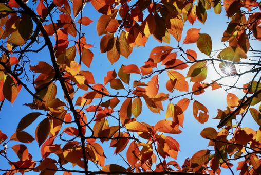 桜の紅葉 桜,紅葉,秋の写真素材