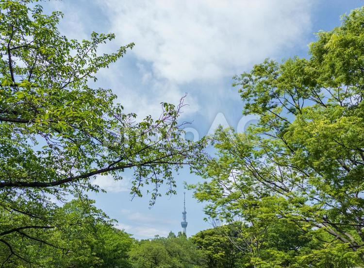 猿江恩賜公園からの風景 猿江恩賜公園,東京スカイツリー,風景の写真素材