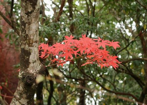 紅葉の写真