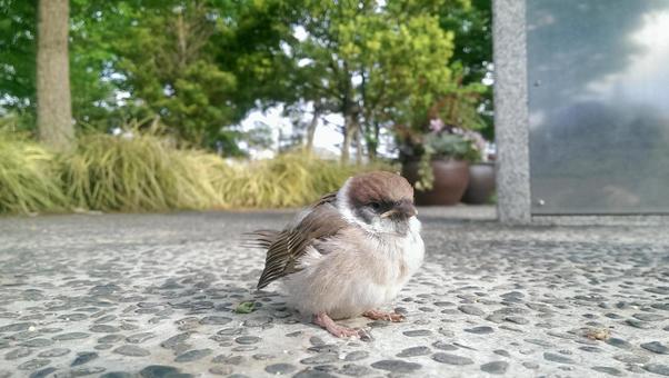 公園のすずめ 公園のすずめの写真