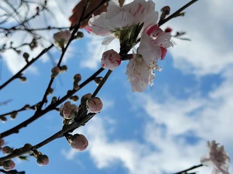 ハナモモ ハナモモ ハナモモ,桃の花,空の写真素材