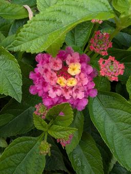 花 花 自然,花,緑の写真素材