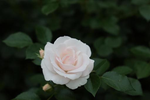 闇に浮かぶ一輪の白バラの写真