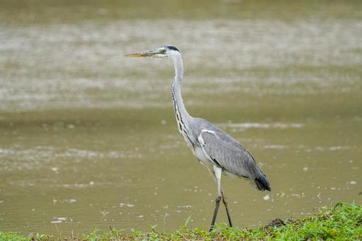 Photo, hawthorn, a heron, bird, 