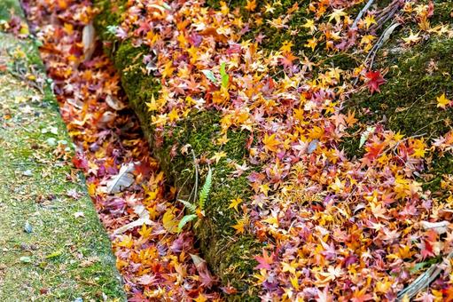 紅葉した落ち葉 紅葉した落ち葉 落ち葉,モミジ,もみじの写真素材