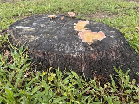 Photo, mushroom, velvet, stump, 